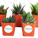 Shop Succulents Aloe Plants, Pack of 5 | $12 | Amazon